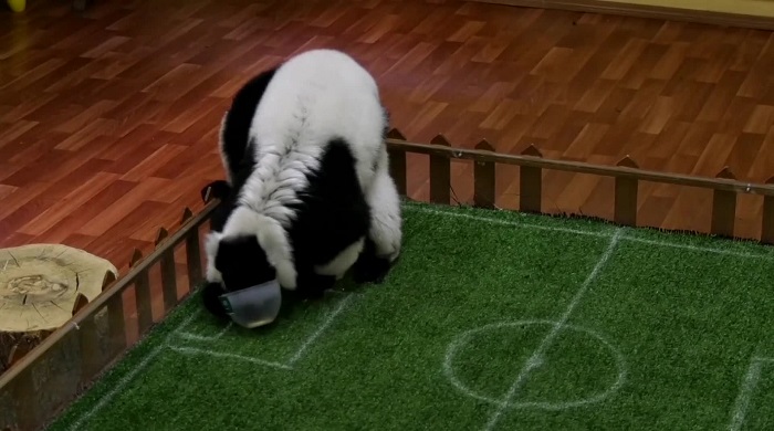 lemur-spartak