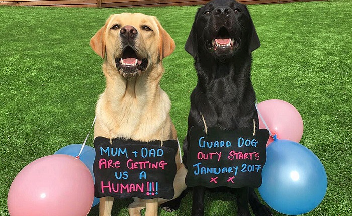 kane dogs